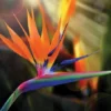 Bird of paradise  plant (xl)size in poly bag