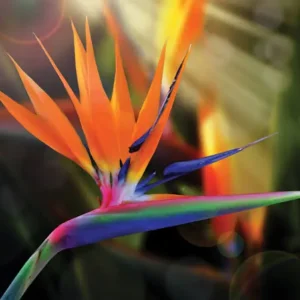 Bird of paradise  plant (xl)size in poly bag