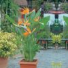 Bird of paradise  plant (xl)size in poly bag - Image 3