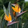 Bird of paradise  plant (xl)size in poly bag - Image 2