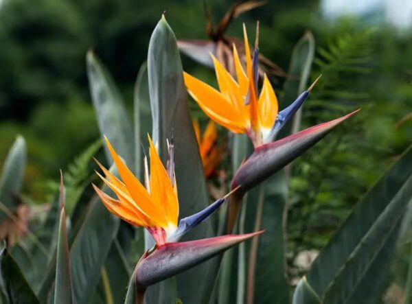 Bird of paradise  plant (xl)size in poly bag - Image 2