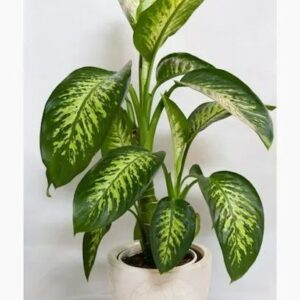 Diffenbenchia plant/ tiger plant