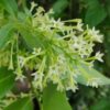 Raat ki rani/ night bloomer in poly bag