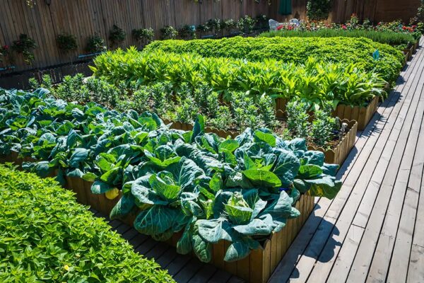 kitchen gardening - Image 5