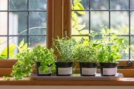 kitchen gardening