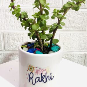 Jade plant in white ceramic pot for Rakhi