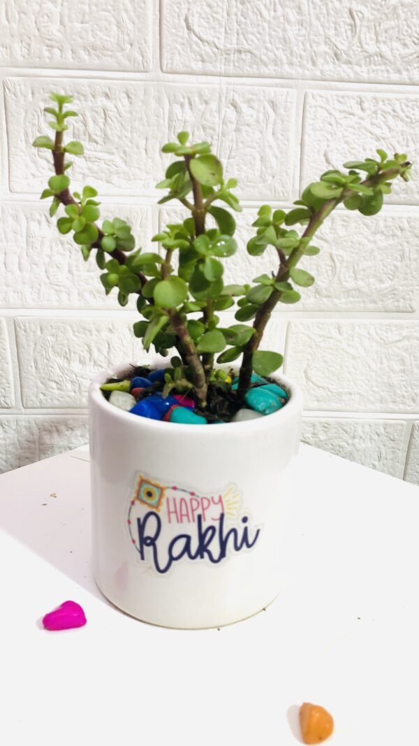 Jade plant in white ceramic pot for Rakhi