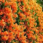Vanestra flower plant