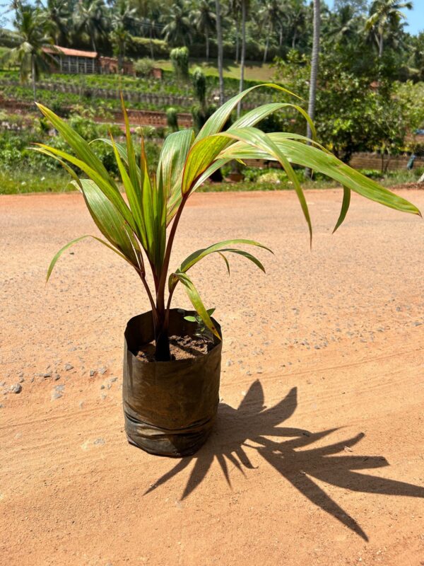 champagne palm/triangle palm - Image 2