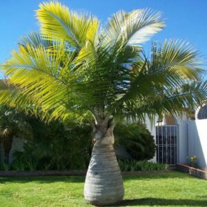 champagne palm/triangle palm