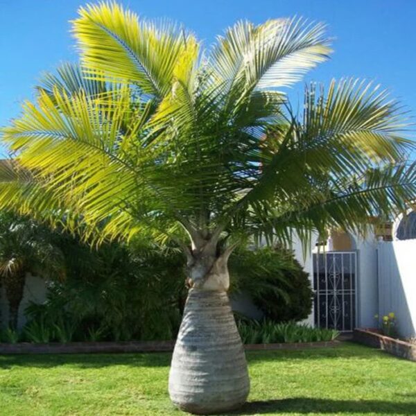 champagne palm/triangle palm