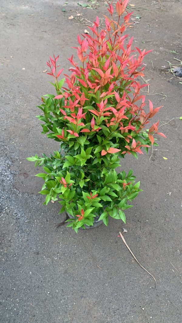 Sygeium plant in poly bag( 2-3 feet) - Image 2