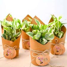 Wrapped verigated Jade pothos in nursery pot (10 pcs)