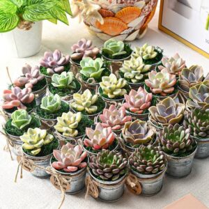Customised Succulent gifting in tin  can (15 pcs)
