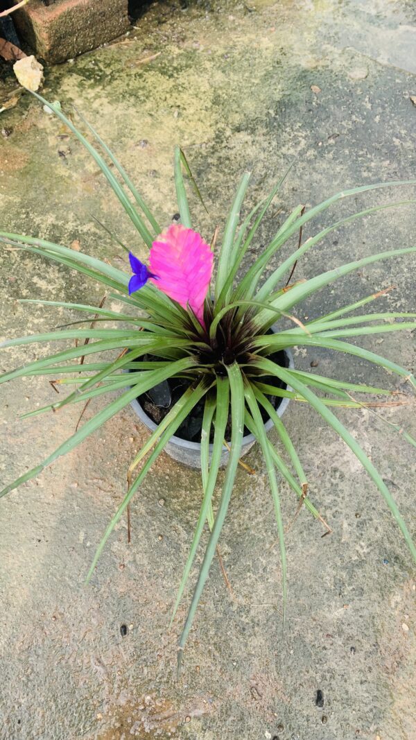 Pink quill bromeliads plant - Image 2