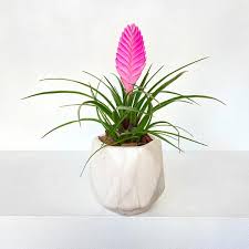 Pink quill bromeliads plant