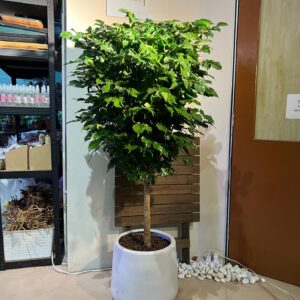 China doll/ Radermachera sinica plant in poly bag