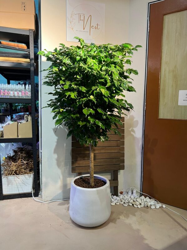 China doll/ Radermachera sinica plant in poly bag