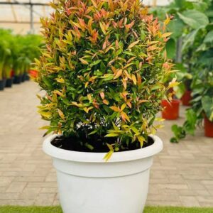 Sygeium plant in poly bag( 2-3 feet)