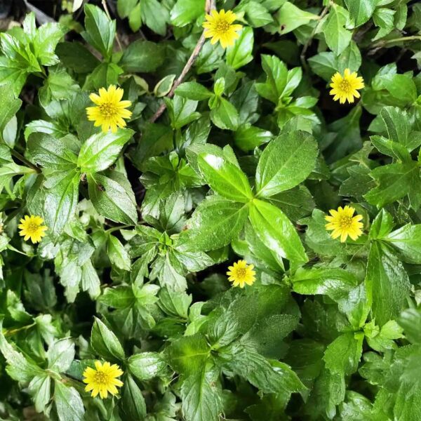 Bhringraj | Eclipta alba | Bhangra | False daisy | Ayurvedic Medicinal Plant for Hair | 1 Healthy Live Plant with 3 inch Pot (Yellow)