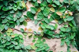creeping fig ficus plant in poly bag