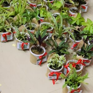 Jute wrapped 10 mix indoor plants in white nursery pot