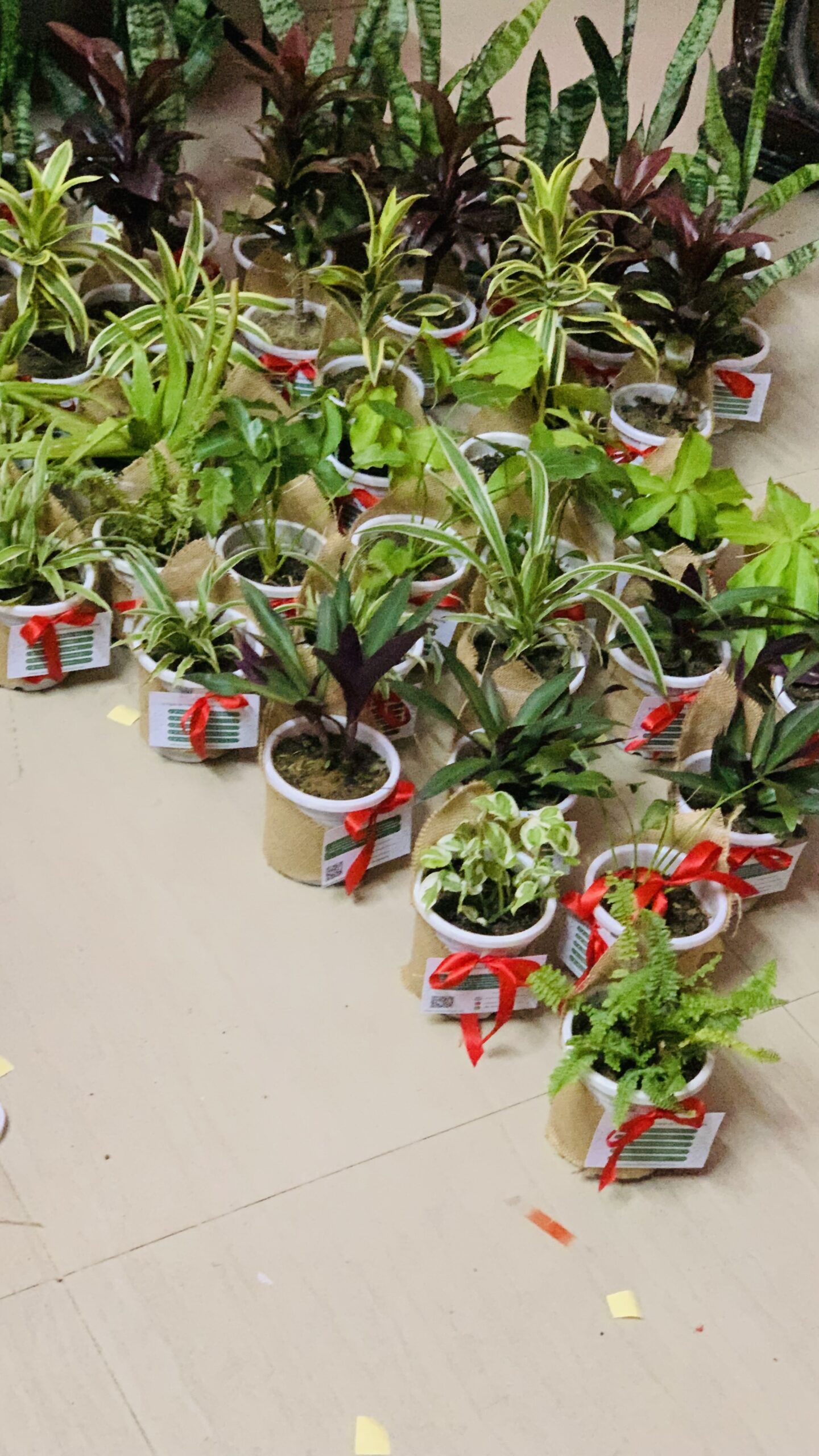 Jute wrapped 10 mix indoor plants in white nursery pot