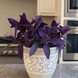 purple heart in white nursery pot