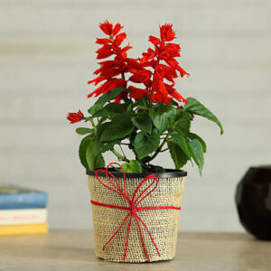 Jute wrapped salvia plant in pot