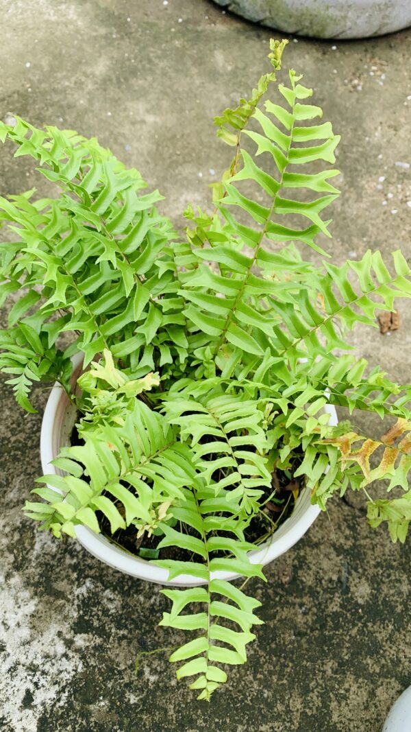 Boston fern in pot - Image 2