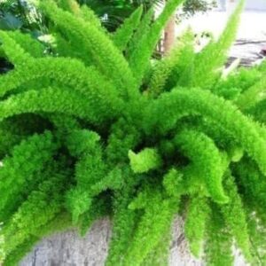 Buy Foxtail Fern Plant in Ranchi – Nature Lovers Shop