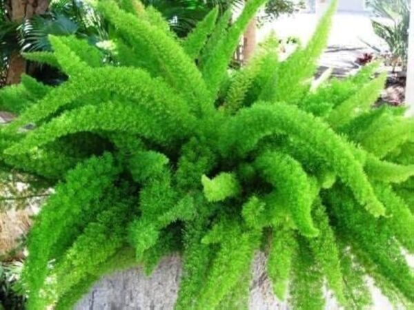 Foxtail fern in pot