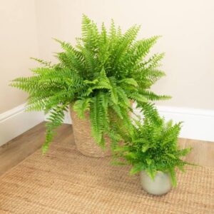 Boston fern in pot