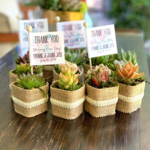 Jute Wrapped succulents in pot ( combo pack of 20 pcs)