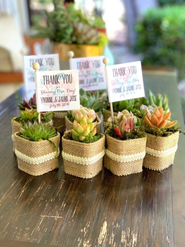Jute Wrapped succulents in pot ( combo pack of 20 pcs)