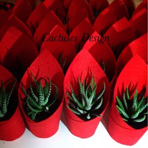 Paper wrapped succulents in pot( combo pack of 20)