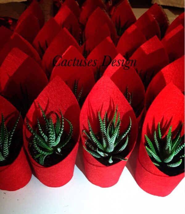 Paper wrapped succulents in pot( combo pack of 20)