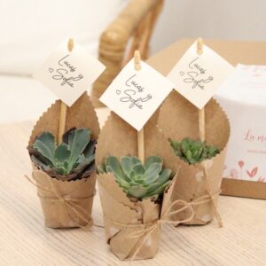 Wrapped Succulents gifts in pot (3pcs)