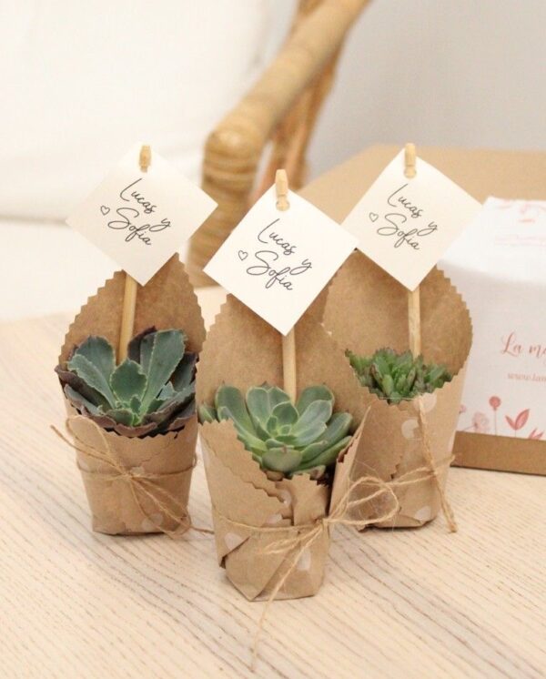 Wrapped Succulents gifts in pot (3pcs)