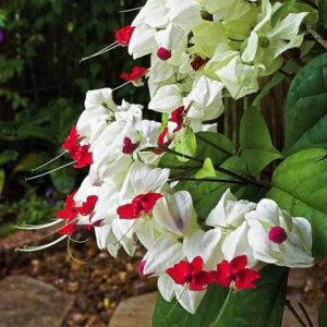 Bleeding heart plant in poly vag