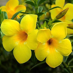 Yellow alamanda flowering plants