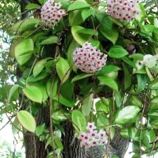 hoya plant/wax plant/porcelain flower plant in  hanging pot