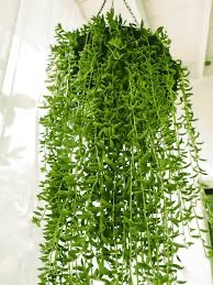 Sting of banana plant in poly bag