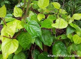 Beetel leaf plant/ paan plant/ piper beetle in poly bag