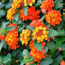 lantana flower plant