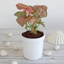pink syngonium in white cylinder ceramic pot