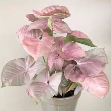 pink syngonium in white nursery pot