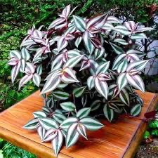wandering jew plant in white nursery pot