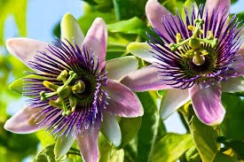 passion flower plant in poly bag