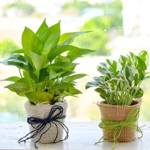 Combo pack of Jade pothos and verigated Jade pothos in pot